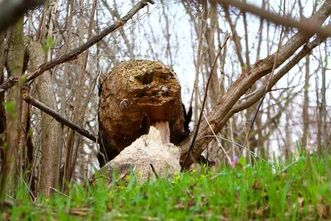 Broken tree in blooming forest Stock Photos