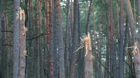 Broken tree from the bombing. Ukraine war. Chernihiv. Stock Footage 254206181