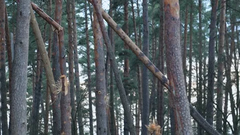 Broken tree from the bombing. Ukraine war. Chernihiv. Stock Footage 254206653