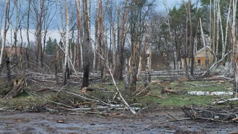 Broken tree from the bombing. Ukraine war. Chernihiv. Stock-Footage 254207833