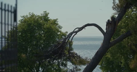 Broken tree branch above the Adriatic Sea 스톡 동영상 334245477