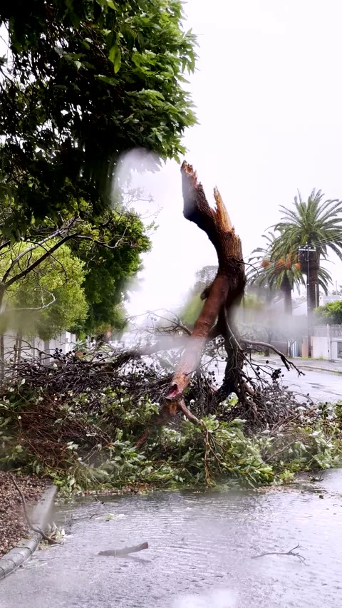 Broken tree branch after severe storm impeding traffic in neighborhood street Stock Footage 342330173