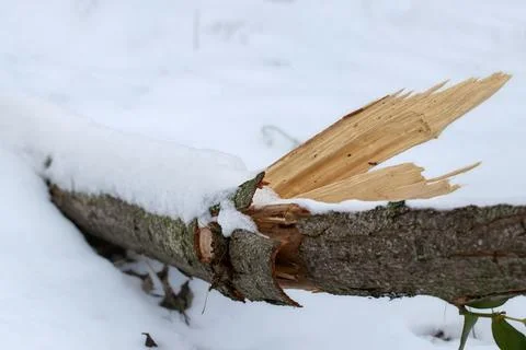Broken tree branch after snowfall in the forest. Foto stock
