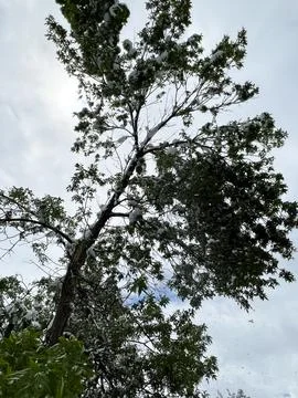 Broken Tree Branch After Spring Snowfall Stock Photos