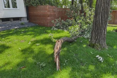 Broken Tree Branch After Summer Storm. Stock Photos