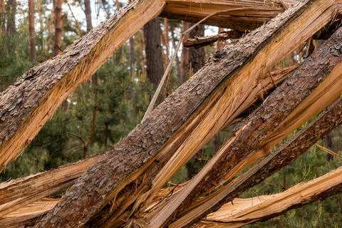 Broken tree branch after tornado spree in South Moravia. 写真素材