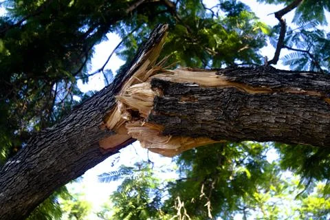 Broken tree branch and splinters Stock Photos