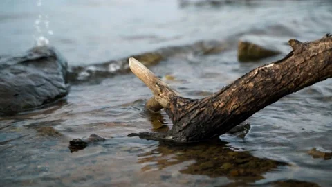 Broken tree branch on the beach Stock Footage 136481624