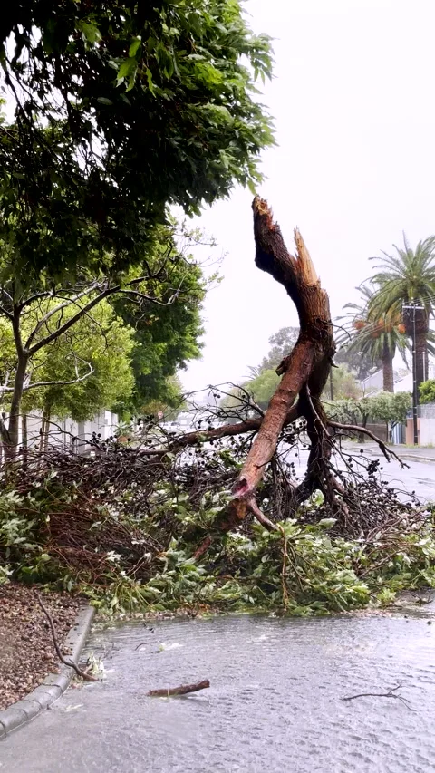 Broken off tree branch blocking road after severe storm windy weather Stock Footage 343417671