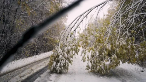 Broken tree branch blocks snowy road in old forest Stock Footage 143330471