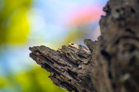 Broken tree branch close up. old and huge dead tree. Stock Photos
