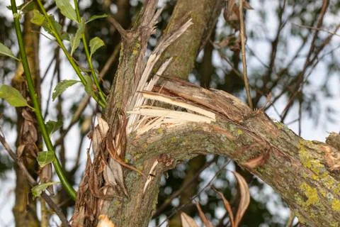 Broken tree branch, close up Stock Photos