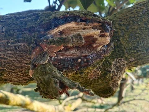 Broken tree branch covered in green moss with clear oozing sap Stock Photos