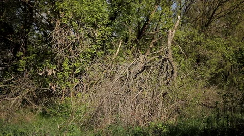 Broken tree branch Stock Footage 50491554