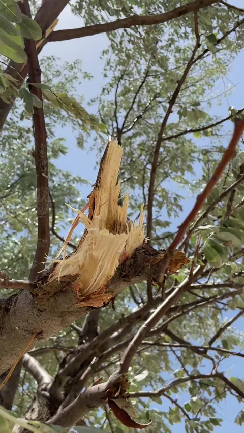 Broken tree branch Stock Footage 280238945