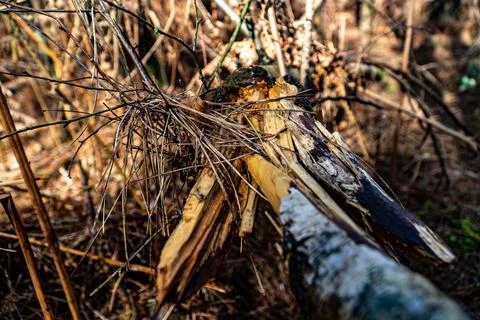 Broken Tree Branch On Forest Floor Stock Photos