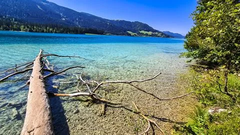 Broken tree branch hanging over water of alpine lake Weissensee in Carinthi.. Foto stock