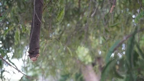 Broken Tree Branch Hanging Vertically Downwards Over Green Foliage Stock Photos