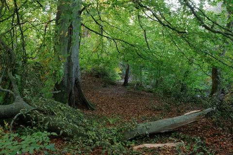 Broken tree branch in leafy green woodland Stock Photos