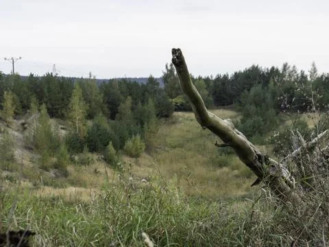 Broken tree branch leans over wild grassy field Stock Photos