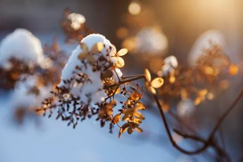 Broken tree branch with leaves in backlight with snow Stock Photos
