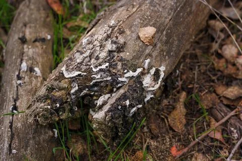 Broken tree branch or trunk with burl, burr, bur, parasite mushrooms Stock Photos