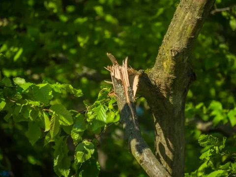 Broken tree branch Stock Photos