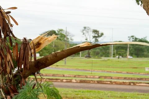 Broken Tree Branch Fotos Stock