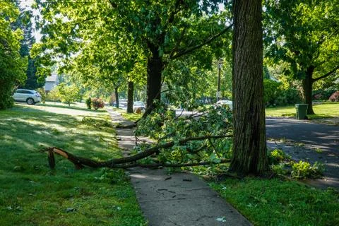 A broken tree branch seen blocking the sidewalk after a severe storm Stock Photos