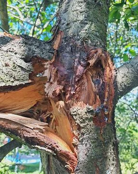 Broken tree branch showing fresh wood and bark damage. Stock Photos