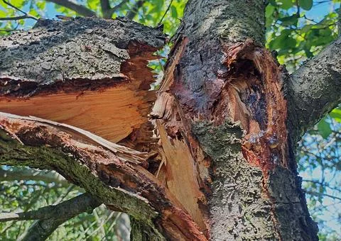 Broken tree branch showing fresh wood and bark damage. Stock Photos