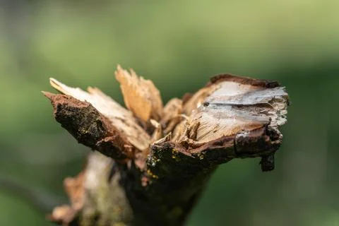 Broken tree branch showing rough wood texture and splinters Stock Photos