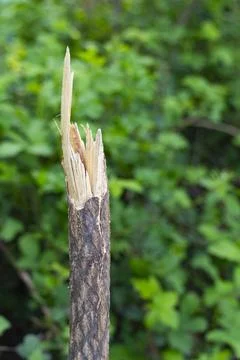 Broken Tree Branch with Splintered Wood Fibers Stock Photos