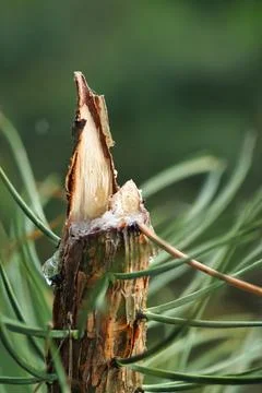 A broken tree branch stands upright with sap oozing from the cut surface. Gre Stock Photos