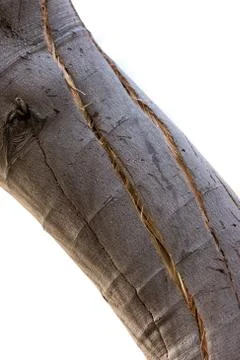 Broken tree Branch Trees break under the weight of winter isolated on a white Stock Photos