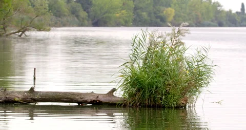 Broken tree branch on water surface Stock Footage 253303322
