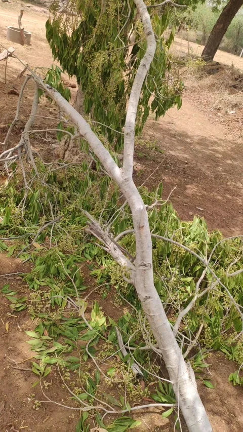 Broken tree branche after heavy thunderstorm Stock Footage 336646809