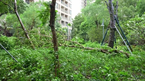 Broken tree branches lie among green shrubs after typhoon rain in residential Vídeos de archivo 346331280