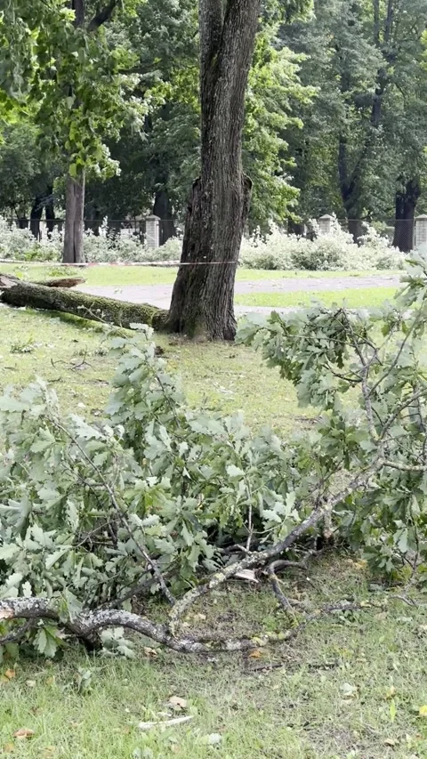 Broken Tree Branches Lying on Grass in Green Park, Vertical Video Stock Footage 345043108