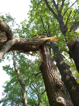 Broken tree. Broken tree trunk, aftermath of a hurricane. Foto stock