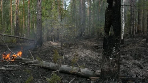 A broken tree burning after the forest fire. Stock Footage 168328657