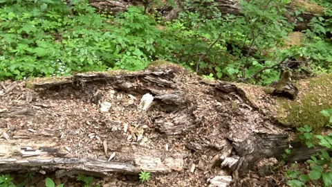 A broken tree caused by storms Stock Footage 134069100