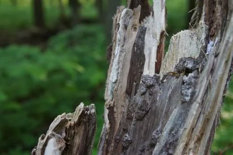 Broken tree closeup Stock Photos