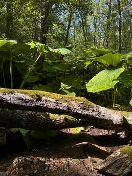 Broken tree covered with moss against giant sheets of burdock Stock Photos
