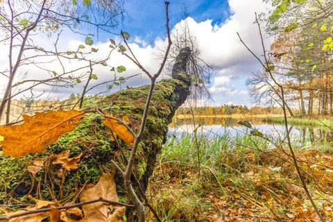 Broken tree covered with moss covered with autumn leaves by the lake Stock Photos