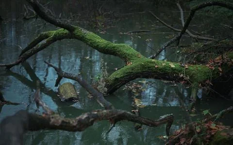Broken tree covered with moss in dark blue water Stock Photos