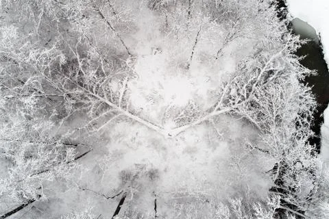 A broken tree is covered with snow. Stock Photos