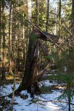 Broken tree with cracked bark in the forest between green conifers and snow o Stock Photos