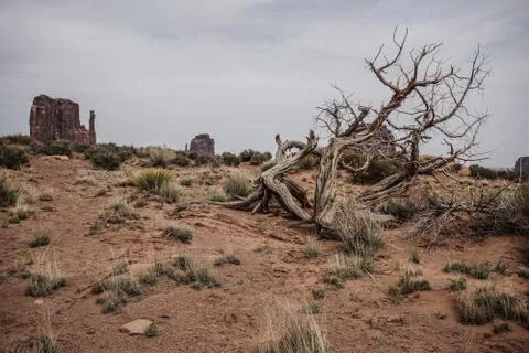 Broken Tree in desert Stock Photos