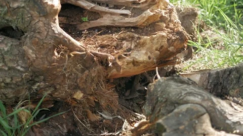 Broken tree. Destroyed tree, roots of a fallen tree from the storm. 库存影片 153330154